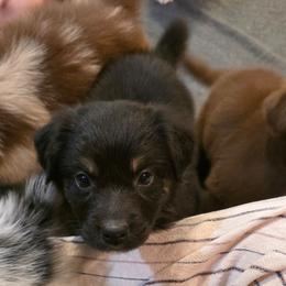 Rogue - Black tri-color male Australian Shepherd puppy in Solon, Maine from Mountain Range Australian Shepherds