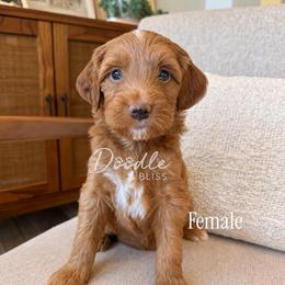 Gwen - Red  female Goldendoodle puppy in Gilbert, Arizona from Doodle Bliss