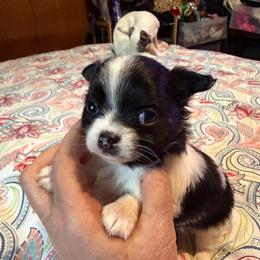 Bob - Black and white male Chihuahua puppy in Seneca, Missouri from Stephanie’s Puppy Colony