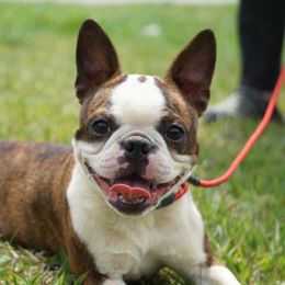 Marley - Boston Terrier