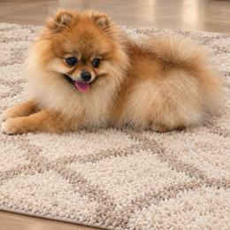 Max - Orange male Pomeranian puppy in Edinburg, Texas from Divine Valley Poms