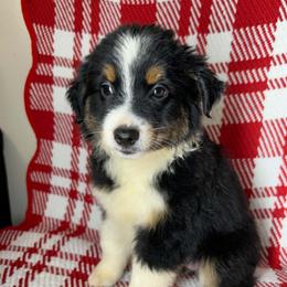 Suki - Black tri female Miniature Australian Shepherd puppy in Hokes Bluff, Alabama from Alegria Toy Aussies