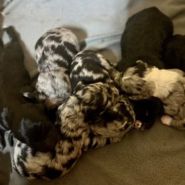 Aussiedoodle puppies from Southern Royal Aussiedoodles