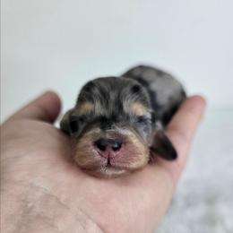 Black and tan dapple 1 (3208.56) - Dapple female Dachshund puppy in Belle Rive, Illinois from Akin's Miniature Dachshunds, LLC