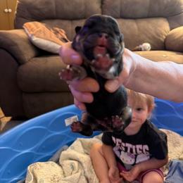 Ethel - Black tri-color female Bulldog puppy in Toccoa, Georgia from The Grooming Barn LLC/ Wet Dog Ranch