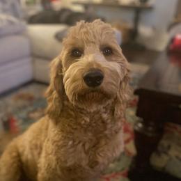 Lulu - Goldendoodle