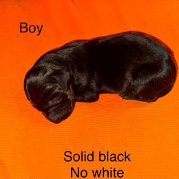 Boy 5 - Black male German Shorthaired Pointer puppy in Aitkin, Minnesota from Whispering’s GunDogs