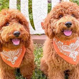 Bernedoodles and Goldendoodles from Skyline Doodles