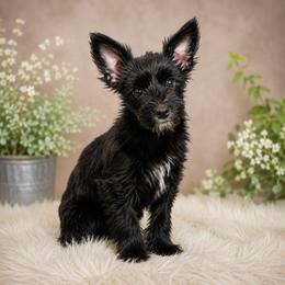 Raven - Yorkshire Terrier