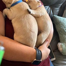 Labrador Retriever Puppies from Krys Ruth