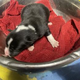Ayla - Black and white female Border Collie puppy in Aledo, Illinois from Claycreek Ranch