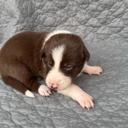 Girl 4 - Red female Border Collie puppy in Centerville, Washington from Forthright Farms