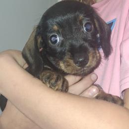 Rusty - Black and tan male Dachshund puppy in Oakman, Alabama from MEL Puppies
