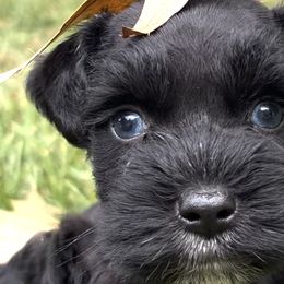 Miniature Schnauzers from Blessed A Bit Kennels