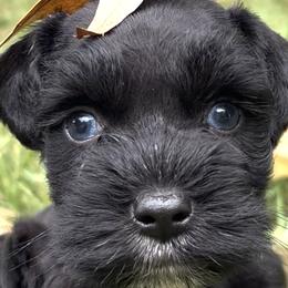 Miniature Schnauzers from Blessed A Bit Kennels
