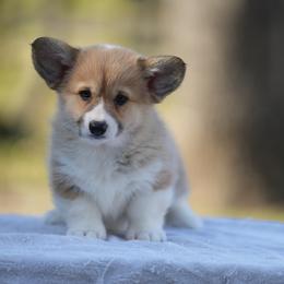 Nova - Red female Pembroke Welsh Corgi puppy in Terrell, Texas from Lily's Pembroke Welsh Corgis