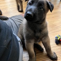 Belgian Malinois Puppies from MonStar Malinois