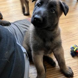 Belgian Malinois Puppies from MonStar Malinois