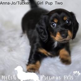 Girl 2 -Puppy 2 from Birth order - Black and tan female Dachshund puppy in Anamosa, Iowa from Melsh Precious Pets
