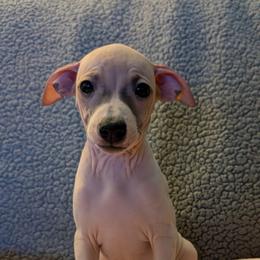 Prickly Pear - Red and white female American Hairless Terrier puppy in Phoenix, Arizona from Bare Valley