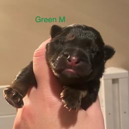 Green collar boy - Black and red male German Shepherd puppy in Coleta, Illinois from Four Leaf Farm- Vom Vierblättriges Bauernhof
