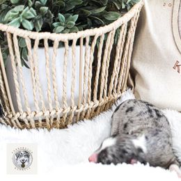 Miniature Australian Shepherd Puppies from Yarborough Kennels