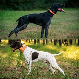 German Shorthaired Pointer puppies from Tipsy Rabbit GSP TopDog Kennel