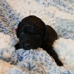 Eli - Black male Havapoo puppy in Blanch, North Carolina from Faithful Hearts Kennel