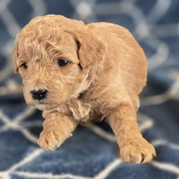Cinnamon - Champagne female Maltipoo puppy in Granada Hills, California from Sheryls Puppies