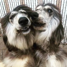 Afghan Hounds from Gold Phoenix Kennel