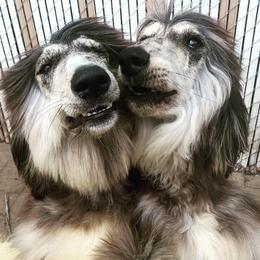 Afghan Hounds from Gold Phoenix Kennel