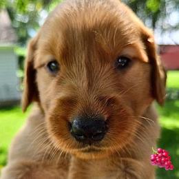 Grape from our 'Fruits of Summer litter' - Dark golden female Golden Retriever puppy in Fisher, Illinois from Aslan's Pride of Fidei Family Farms
