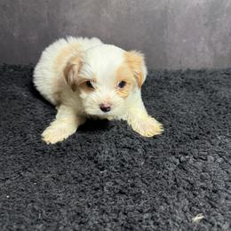 Teddy - Gold and white male Shorkie puppy in Ocala, Florida from Yorkie  And Shih Tzu Love