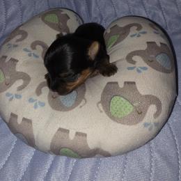 Boy 1 - Black and tan male Yorkshire Terrier puppy in Cottageville, South Carolina from Mandy's Yorkie's , Yorkiepoo's & Maltipoo's