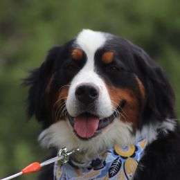 Bella - Bernese Mountain Dog