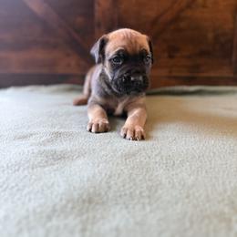 Cane Corso Puppies from Cowan Farms