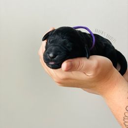 Goldendoodle Puppies from Winnie at Haven's Doodles