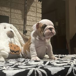Margo - Red and white female Bulldog puppy in Harrisburg, Pennsylvania from KnockDown Bulldogs