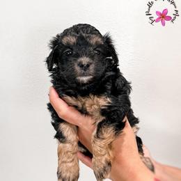 Confetti - Phantom female Maltipoo puppy in Kula, Hawaii from Toy Poodle & Maltipoo Maui
