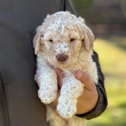 Boy 2 - Orange male Lagotto Romagnolo puppy in Sugar Valley, Georgia from Pinnacle Farm and Kennel