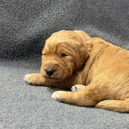 Blue - Cream male Goldendoodle puppy in Rockford, Ohio from 419 Goldendoodles