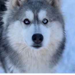 Diesel - Gray and white male Siberian Husky puppy in Iron River, Wisconsin from Wiemeri Siberians