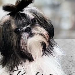 Romeo - Shih Tzu