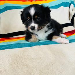 Stilly (full tail) - Black tri female Miniature American Shepherd puppy in Olympia, Washington from Shamayim Acres ~ Miniature American Shepherds