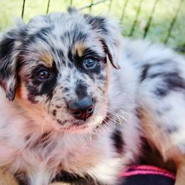Australian Shepherd Puppies from Tru Blu Aussies