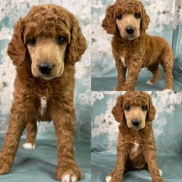 Iris Girl - Poodle puppy in Swansboro, North Carolina from Monarch Standard Poodles