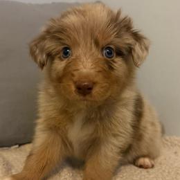 Twix - Red merle male Australian Shepherd puppy in East Hartford, Connecticut from CT Aussies