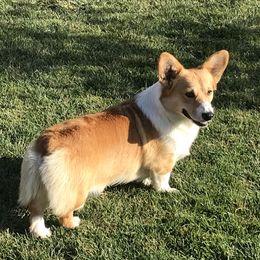 Willie - Pembroke Welsh Corgi