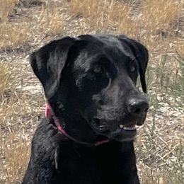Lily - Labrador Retriever