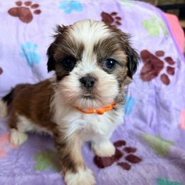 Twilight sparkle - Black gold and white female Shih Tzu puppy in Hemet, California from Aloha Shih Tzu